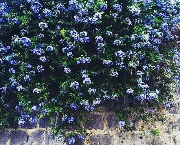 Beatrice アパート